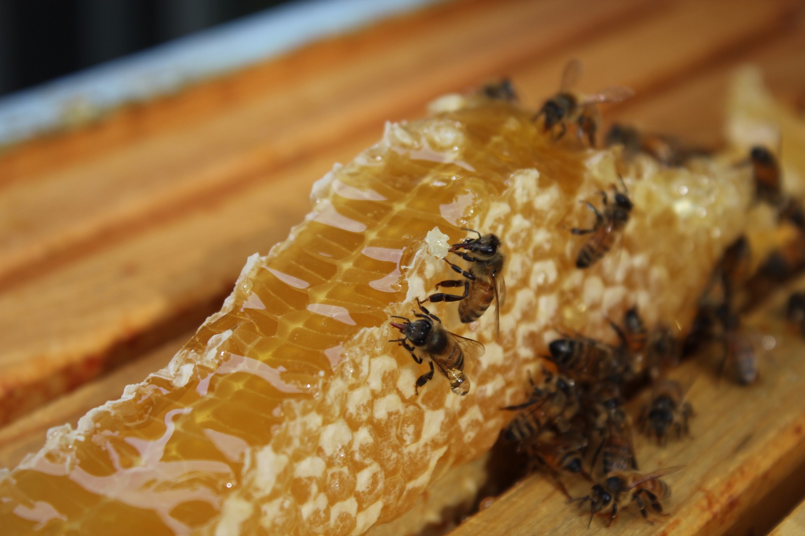 Abejas Y Su Vida Social _ Secretos de las abejas y su sociedad modelo ...