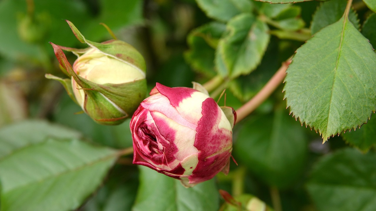 Photograph of a red rosebud surrounded by green leaves, representing the process of spiritual evolution, growth, and the blossoming of inner wisdom described in the article Evolution. Red rosebud beginning to bloom among green leaves, symbolizing spiritual evolution and the unfolding of inner wisdom.