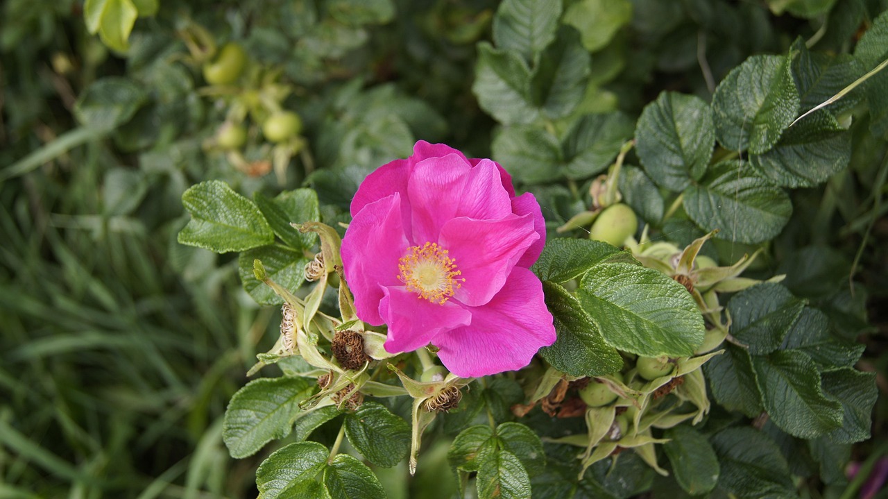 Pink flower blooming among green leaves, symbolizing renewal and the beauty of life’s lessons.